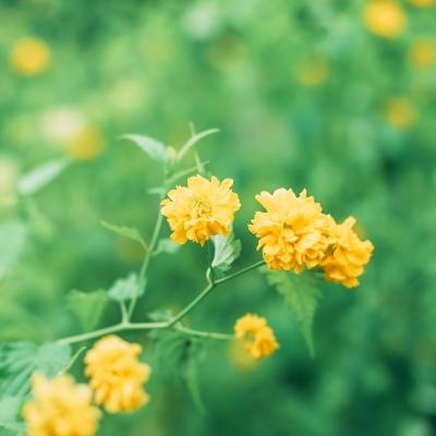糖果甜果爆炸手机版下载